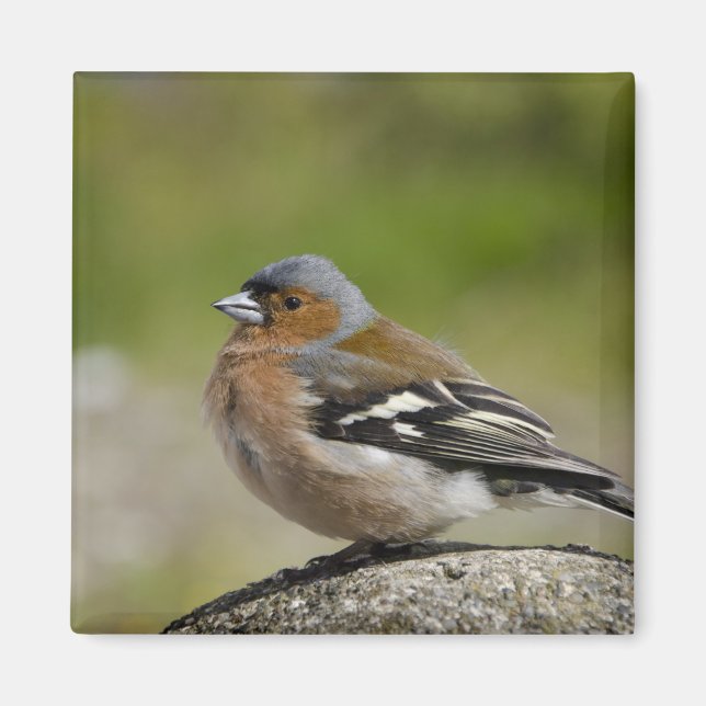  Manlig chaffinch (VILD): Fringilla coelebs) Magnet (Framsidan)