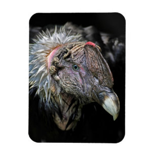 Manlig för Andean Condor Magnet