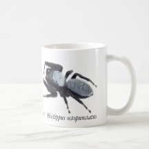 Manlig Great Basin hoppande spindel-mugg