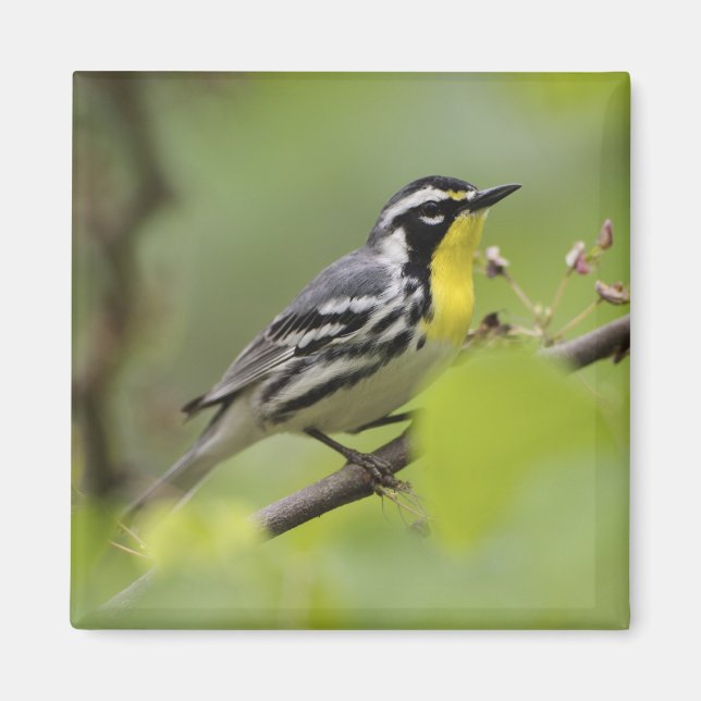 Manlig Gult-styrd Warbler, Dendroica Magnet (Framsidan)