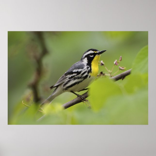 Manlig Gult-styrd Warbler, Dendroica Poster (Framsidan)