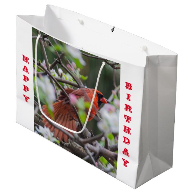 Manlig kardinal i Springtime (Framsidan Vinklad)