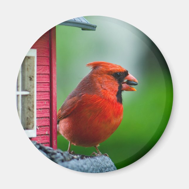 manlig kardinal vid mataren i Vår Magnet (Framsidan)