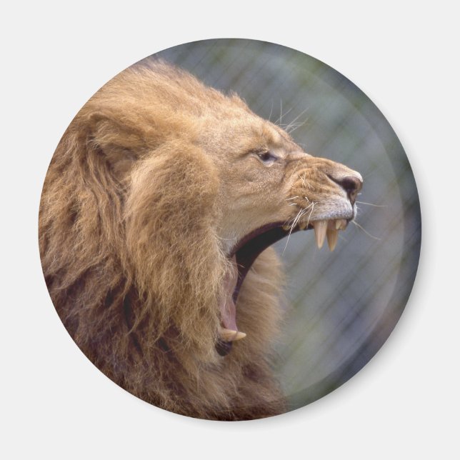 Manlig Lejon Magnet (Framsidan)