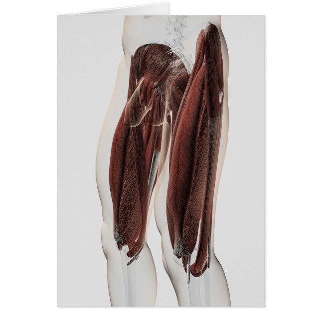 Manlig muskelanatomi i Ben, bivy Hälsningskort (Framsidan)