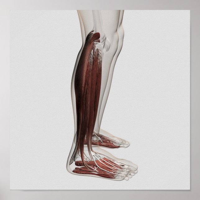 Manlig muskelanatomi i Ben, främre 3 Poster (Framsidan)