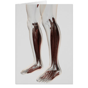 Manlig muskelanatomi i Ben, främre 6 Hälsningskort