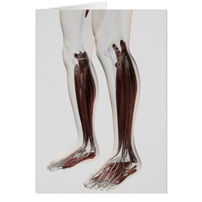 Manlig muskelanatomi i Ben, främre 6 Hälsningskort (Framsidan)