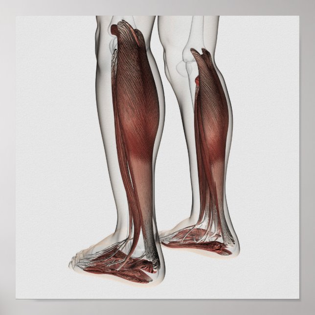 Manlig muskelanatomi i Ben, främre del 5 Poster (Framsidan)