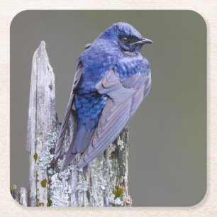 Manlig purpurmartin-bo över Lake Sammamish Underlägg Papper Kvadrat