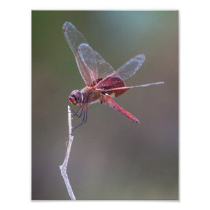 Manlig Red Saddlebag Dragonfly Fototryck