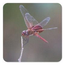Manlig Red Saddlebag Dragonfly