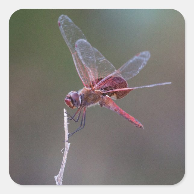 Manlig Red Saddlebag Dragonfly Fyrkantigt Klistermärke (Framsida)