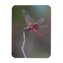 Manlig Red Saddlebag Dragonfly Magnet
