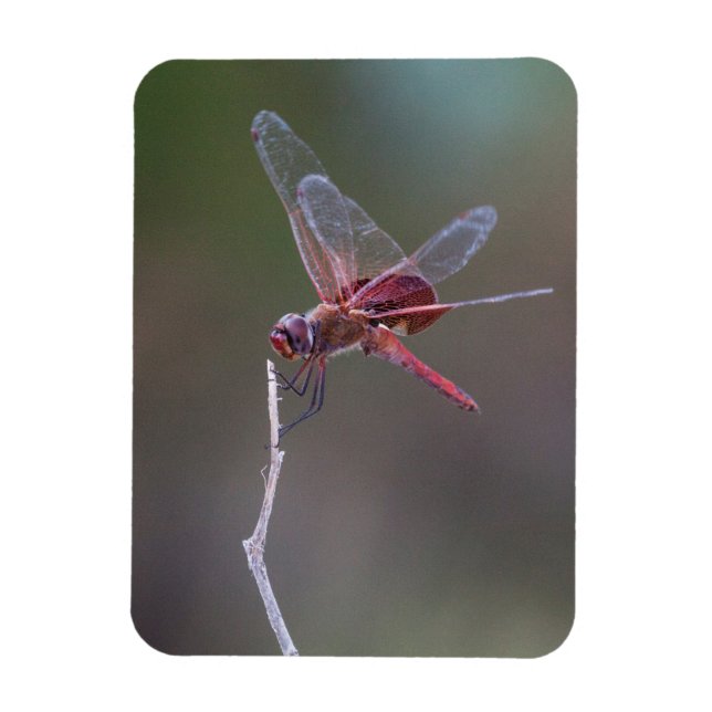 Manlig Red Saddlebag Dragonfly Magnet (Vertikal)