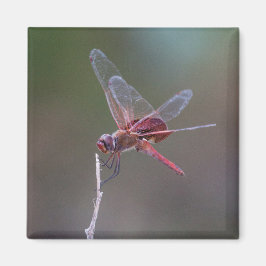 Manlig Red Saddlebag Dragonfly Magnet