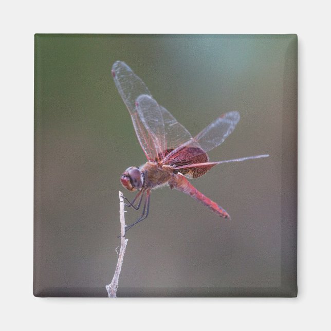 Manlig Red Saddlebag Dragonfly Magnet (Framsidan)