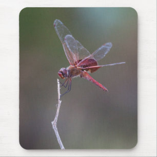 Manlig Red Saddlebag Dragonfly Musmatta