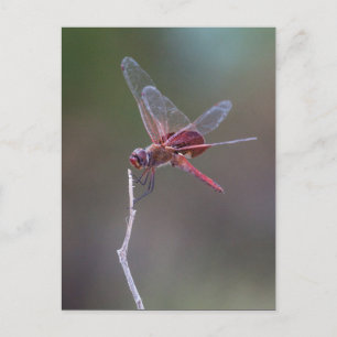Manlig Red Saddlebag Dragonfly Vykort