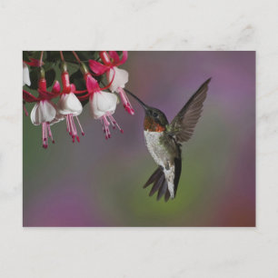 Manlig rubinhalsad kolibri, Archilochus Vykort