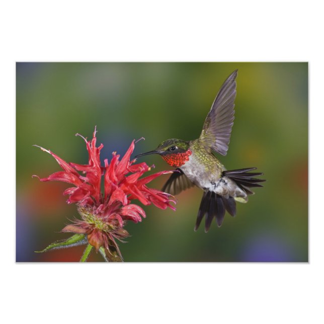 Manlig rubinhuvad kolibri fototryck (Framsidan)