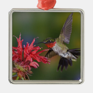 Manlig rubinhuvad kolibri julgransprydnad metall