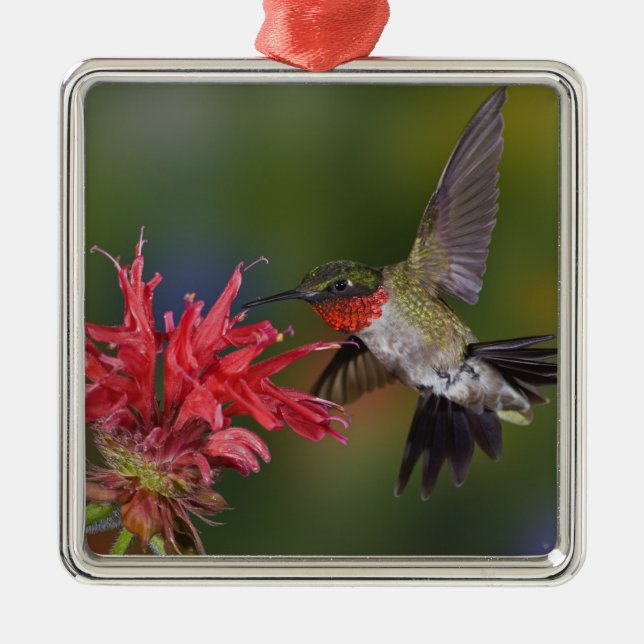 Manlig rubinhuvad kolibri julgransprydnad metall (Framsidan)