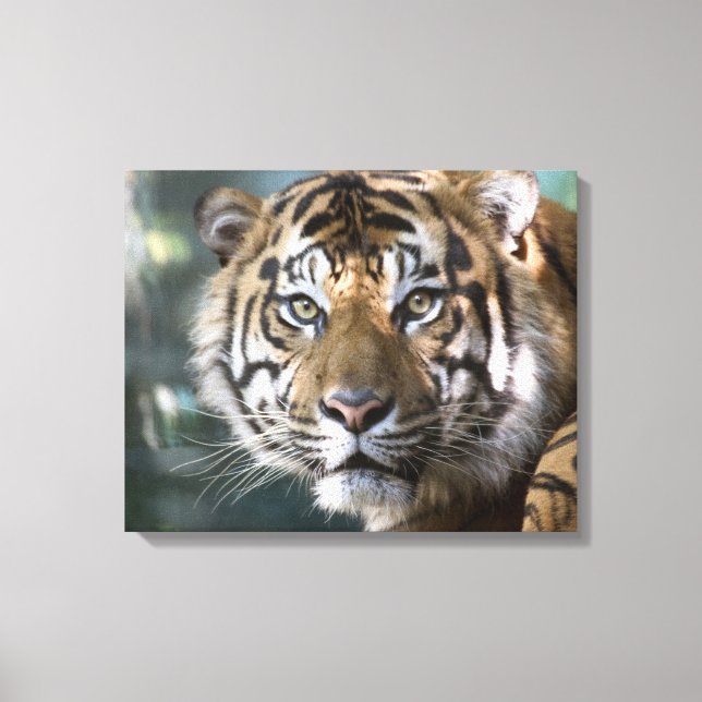 Manlig Sumatra-Tiger (Panthera tigris sumatrae) Canvastryck (Framsida)