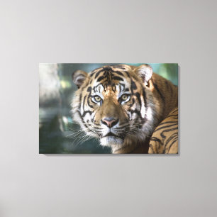 Manlig Sumatra-Tiger (Panthera tigris sumatrae) Canvastryck