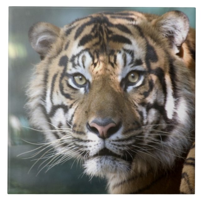 Manlig Sumatra-Tiger (Panthera tigris sumatrae) Kakelplatta (Framsidan)