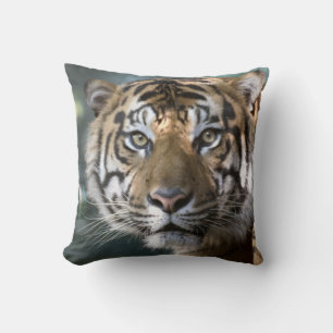 Manlig Sumatra-tiger (Panthera tigris sumatrae) Kudde
