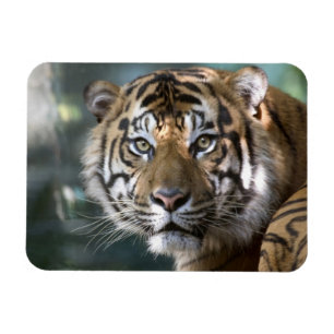 Manlig Sumatra-Tiger (Panthera tigris sumatrae) Magnet