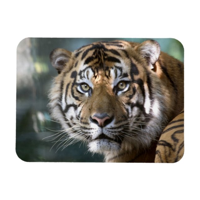 Manlig Sumatra-Tiger (Panthera tigris sumatrae) Magnet (Horisontell)