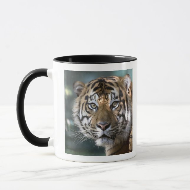 Manlig Sumatra-tiger (Panthera tigris sumatrae) Mugg (Vänster)