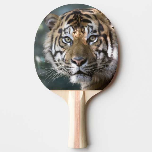 Manlig Sumatra-Tiger (Panthera tigris sumatrae) Pingisracket (Framsidan)