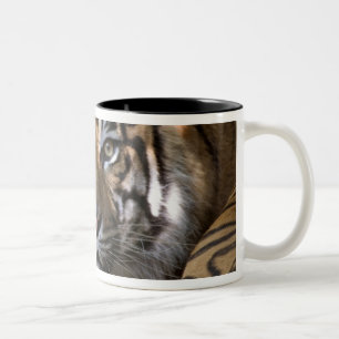 Manlig Sumatra-Tiger (Panthera tigris sumatrae) Två-Tonad Mugg
