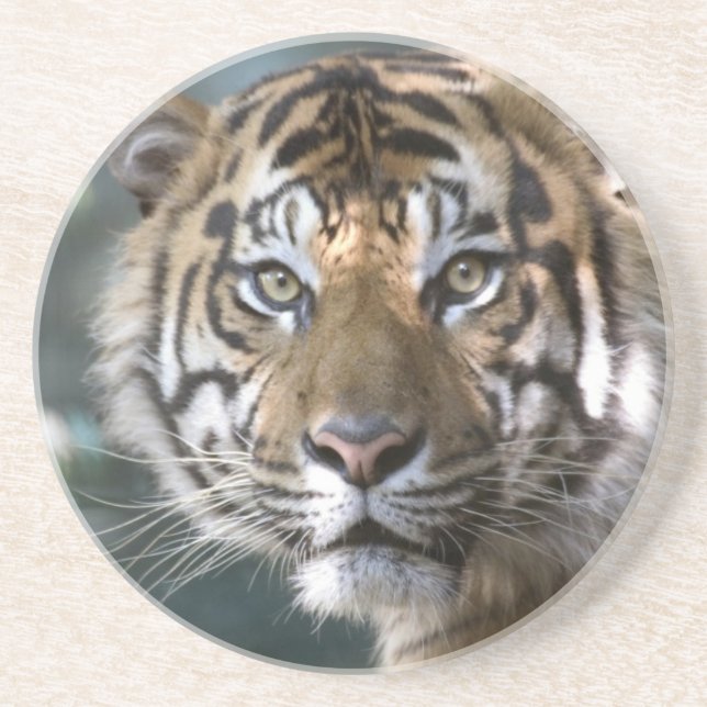 Manlig Sumatra-tiger (Panthera tigris sumatrae) Underlägg Sandsten (Framsidan)