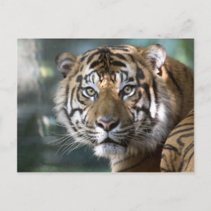 Manlig Sumatra-Tiger (Panthera tigris sumatrae) Vykort