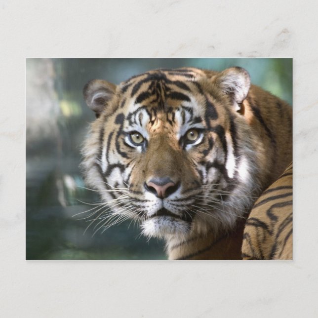 Manlig Sumatra-Tiger (Panthera tigris sumatrae) Vykort (Framsida)