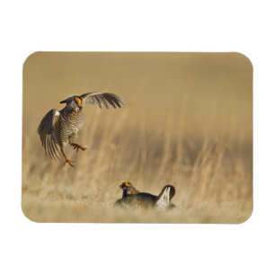 Manliga präriehöner på spelplats i Loup County Magnet