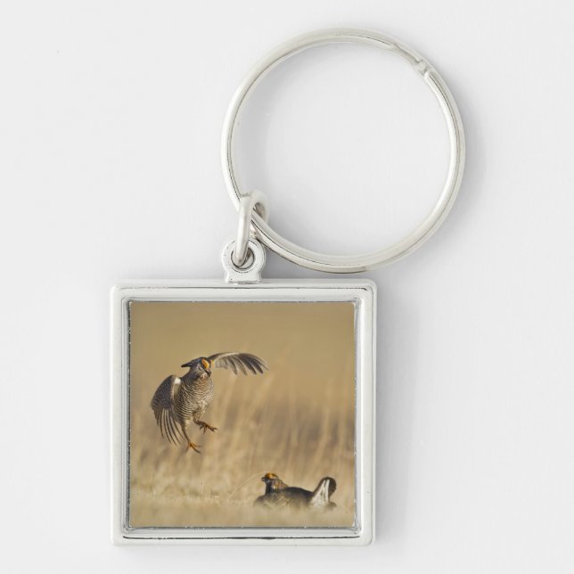 Manliga präriekycklingar vid lek i Loup County Fyrkantig Silverfärgad Nyckelring (Framsidan)