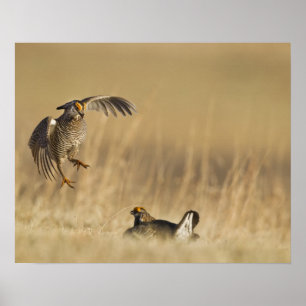 Manliga präriekycklingar vid lek i Loup County Poster