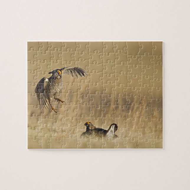 Manliga präriekycklingar vid lek i Loup County Pussel (Horisontell)