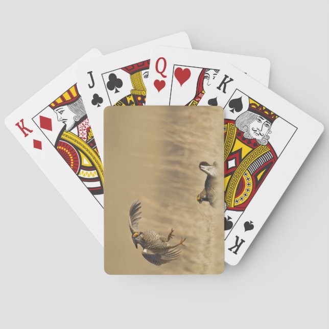 Manliga präriekycklingar vid lek i Loup County Spelkort (Baksidan)