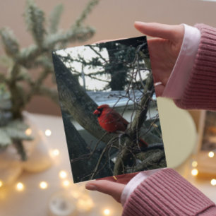 Manligt kardinaljulkort helgkort