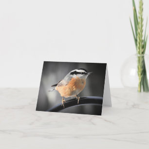 Manligt rödbröstat nuthatch-blankprov inuti kort