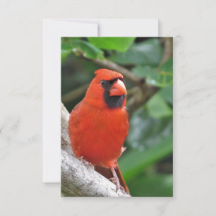 Manligt rött kardinal på Gren Blank Note Card OSA Kort