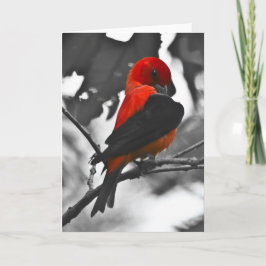 Manligt Scarlet Tanager Kort