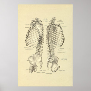 Människa Skeletal arga Ssection av Poster