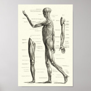 Människaanatomi, muskler av människokroppen poster